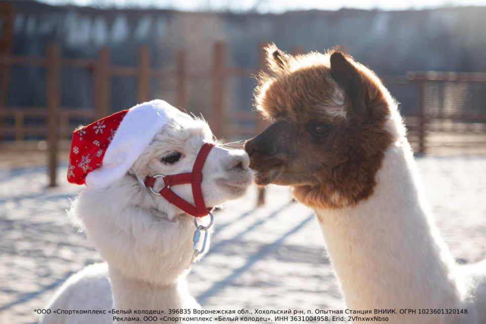 �������, ������� �� �������: 8 ����� � ����� ������ ������ ��������