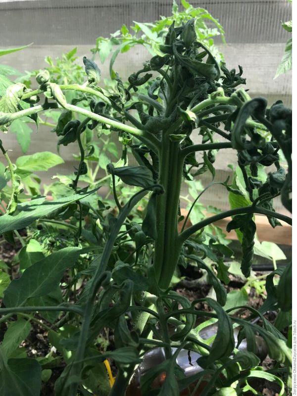 ������ ������������� ������� �������: �������� �������