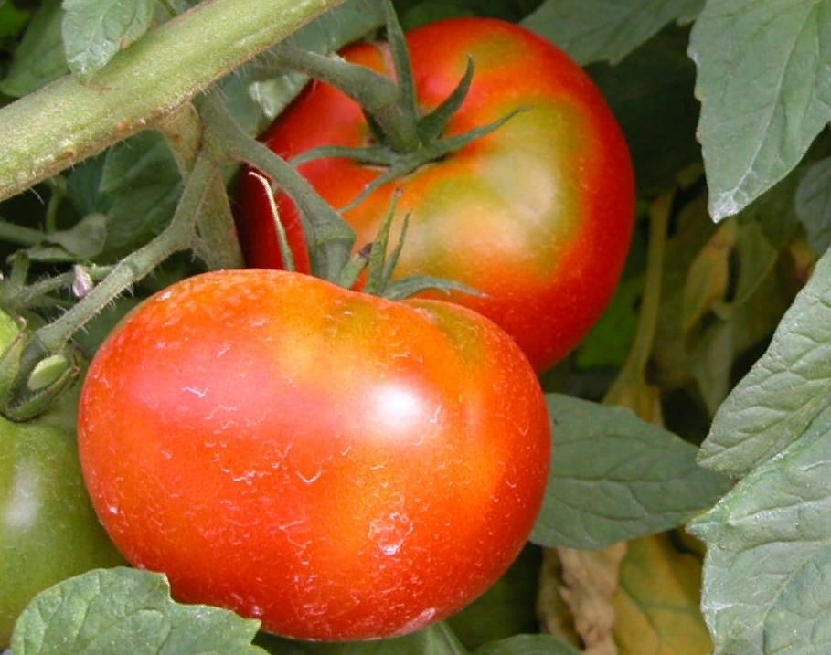 ������ ������� �������� �� ������� ����������� ��������: ������ ���������