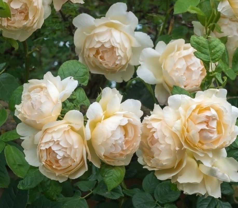 �������� ���� �� ������: ������ ����� ��� �������� ����� ��������