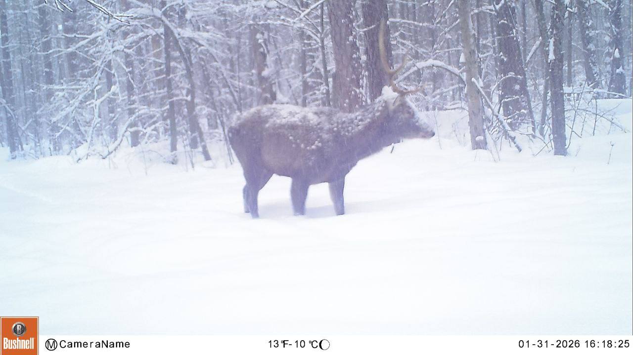 В Воронежском заповеднике рассказали, как помогают животным бороться со снегом В Воронежском заповеднике рассказали, как помогают животным бороться со снегом