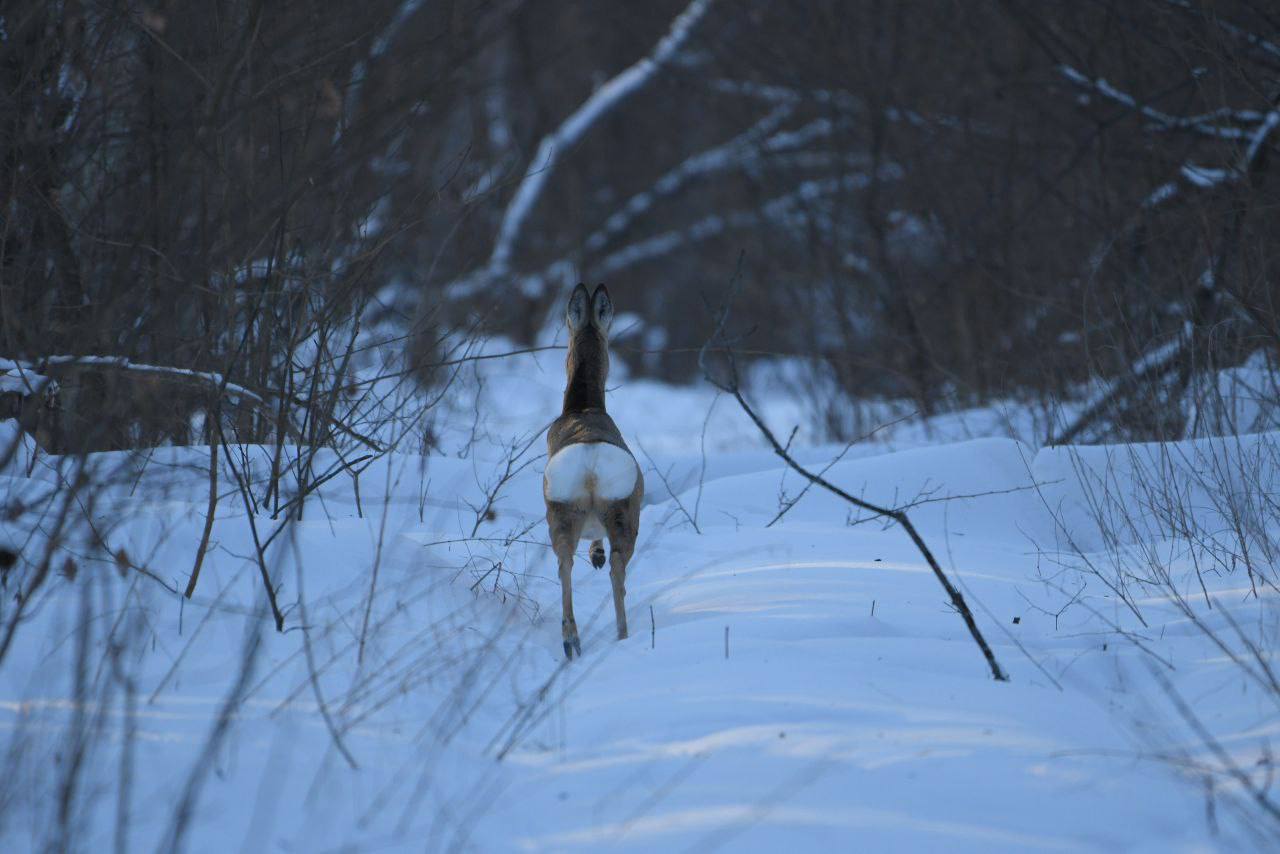 В Воронежском заповеднике рассказали, как помогают животным бороться со снегом В Воронежском заповеднике рассказали, как помогают животным бороться со снегом