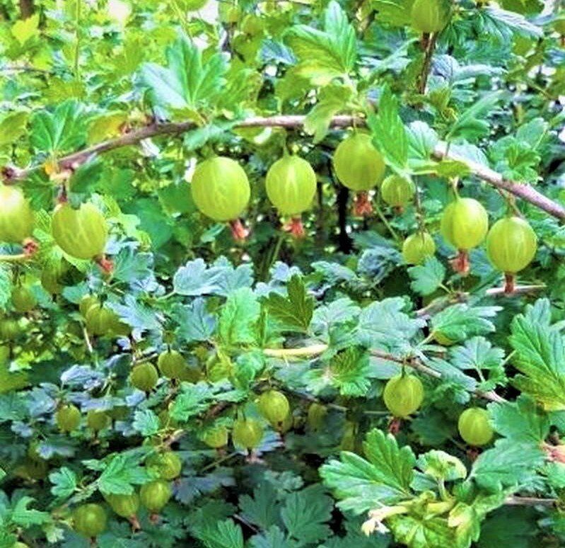 ��������� �����, ������� �������� ������ � �������� ���������