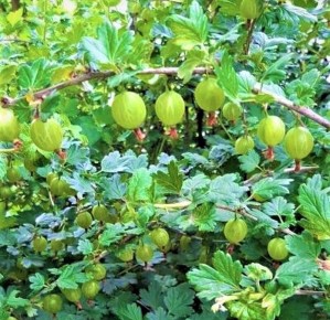 ��������� �����, ������� �������� ������ � �������� ���������