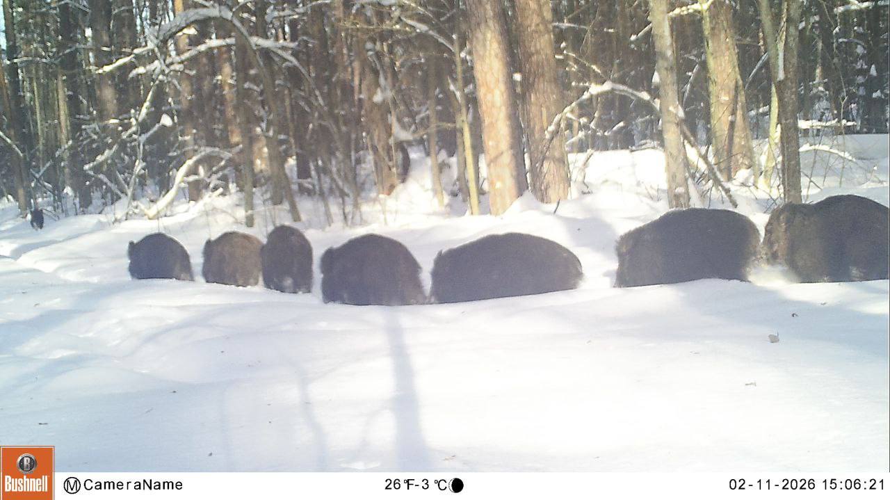 В Воронежском заповеднике рассказали, как помогают животным бороться со снегом В Воронежском заповеднике рассказали, как помогают животным бороться со снегом
