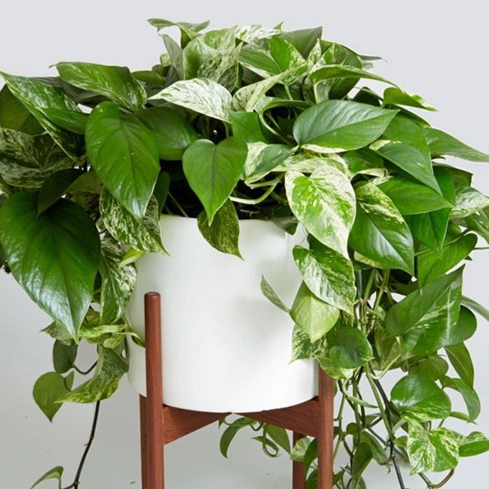 ���������� ��� ����������: ��� ��������� ������� �����