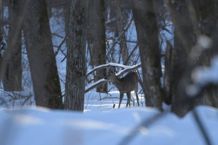 � ����������� ����������� ����������, ��� �������� �������� �������� �� ������