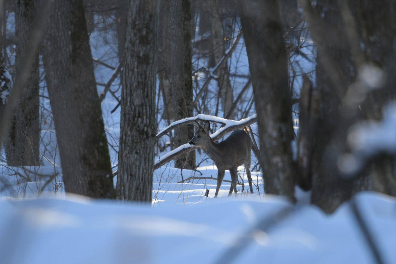 В Воронежском заповеднике рассказали, как помогают животным бороться со снегом