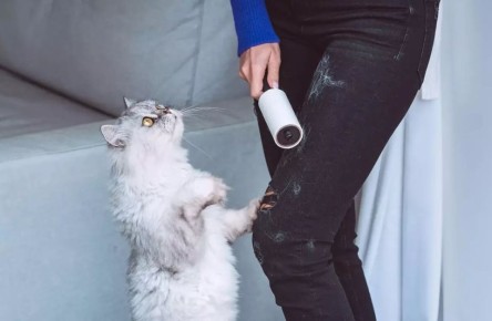 Эффективные способы удаления шерсти животных при стирке