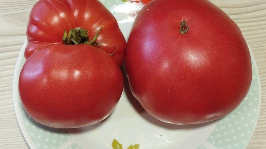 ����� ���� ����: ��������� ����� ��� ������� ������� � ���������� �����