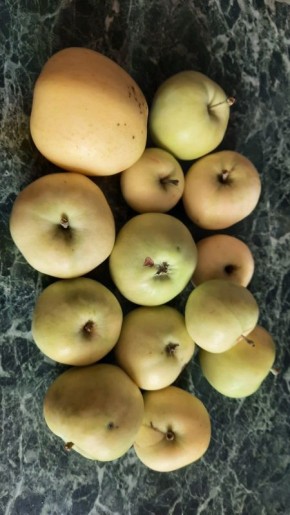 Старинный сорт яблонь, напоминающий о лете