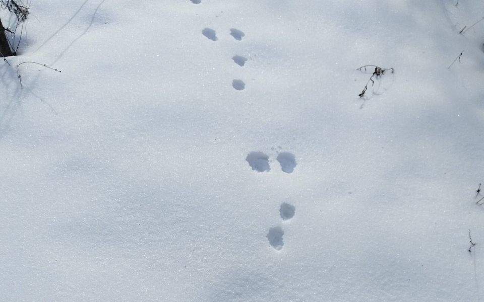 ����� �������� ����������� ������� �������� �������� � ��������� �����������