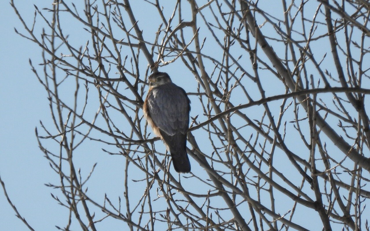 Редкую хищную птицу заметили в воронежском заповеднике