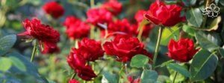 ��� ������� � �������� ������ ���� ��� �����: ������ � ������������