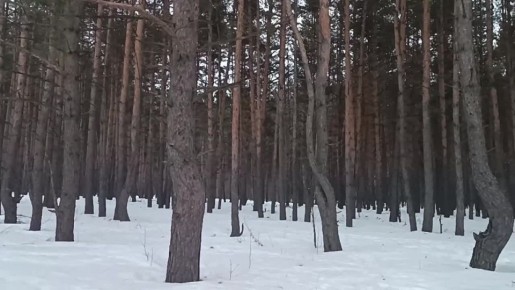 Воронежские волонтеры вылечили и выпустили на волю ушастую сову