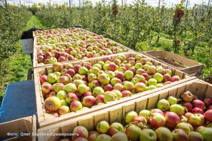 ��� �� ���� ���������� ������ ������������ ������������� ����� �� 2,3 ����