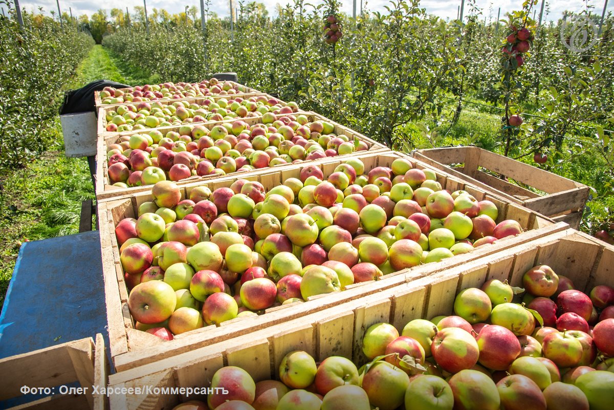 ВТБ не смог арестовать активы воронежского производителя яблок на 2,3 млрд