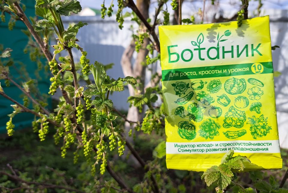 ��� ����� ���� ��������� � ���������� ��������: �������� �������� ����������� ��������