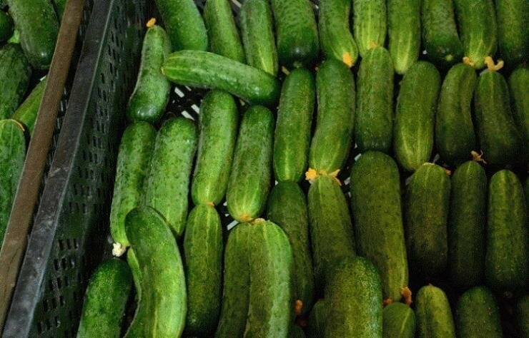 Раннеспелые огурцы для дачников: выбираем лучшие сорта