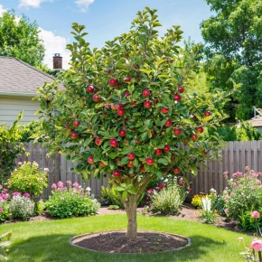 ���� �������� �������� ��������� ������ ��� ������������� ������