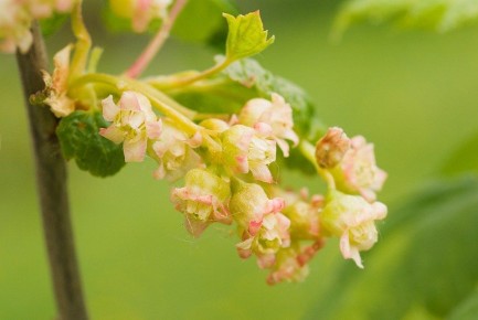 �������� � ����������� ������ ���������: ��� �������� ��� ������