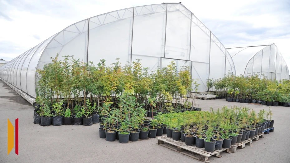 На озеленение Воронежа потратят до 3,7 млн рублей