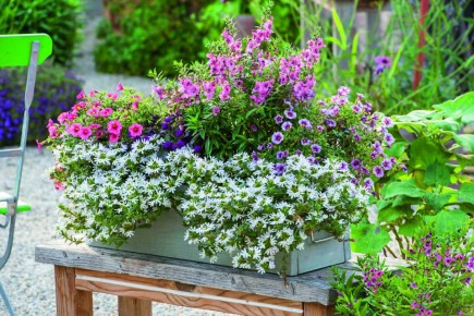 ������������ ���: ������� ��� � �������