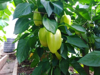 ������� ��������� ������ �������� �����: ���, ��� ����� �����