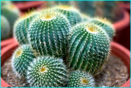 �������: ������������ �������� ��� ������ ���������