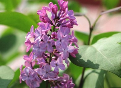 Оригинальные советы для садоводов: от пива для улиток до мини-тяпок