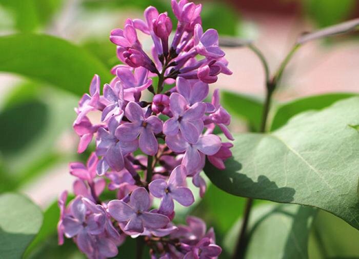 Оригинальные советы для садоводов: от пива для улиток до мини-тяпок