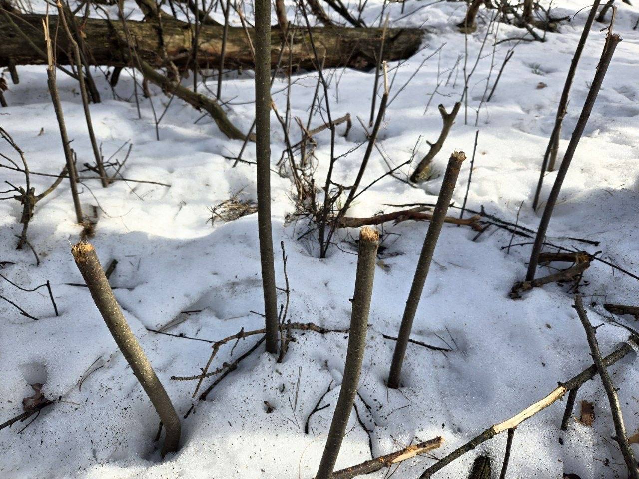 В Воронежском государственном природном биосферном заповеднике имени Пескова показали лежки кабанов В Воронежском государственном природном биосферном заповеднике имени Пескова показали лежки кабанов