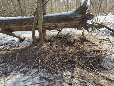 В Воронежском государственном природном биосферном заповеднике имени Пескова показали лежки кабанов