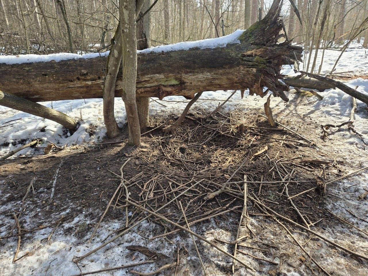 В Воронежском государственном природном биосферном заповеднике имени Пескова показали лежки кабанов