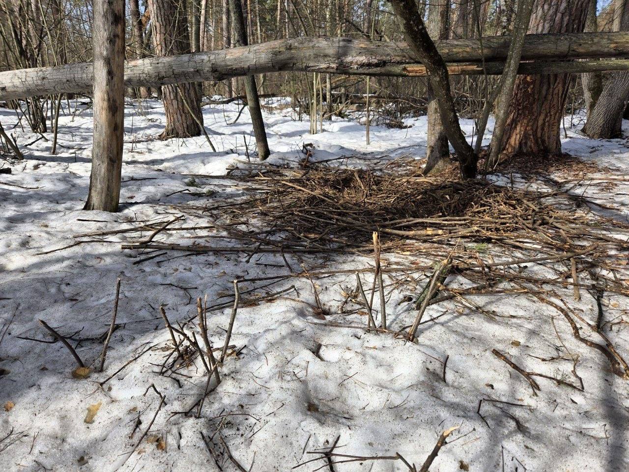 В Воронежском государственном природном биосферном заповеднике имени Пескова показали лежки кабанов В Воронежском государственном природном биосферном заповеднике имени Пескова показали лежки кабанов