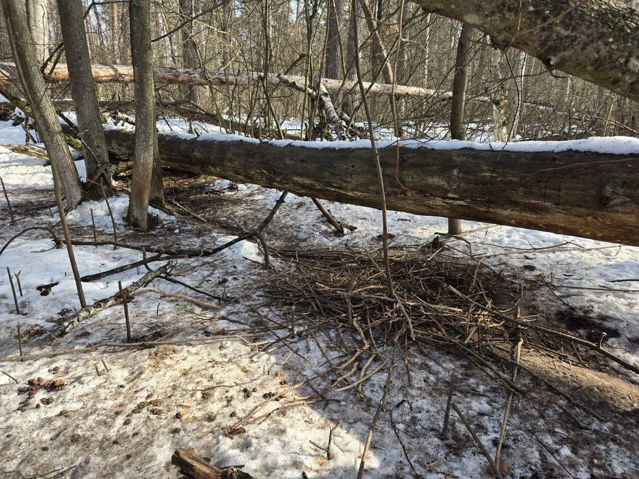 В Воронежском государственном природном биосферном заповеднике имени Пескова показали лежки кабанов В Воронежском государственном природном биосферном заповеднике имени Пескова показали лежки кабанов