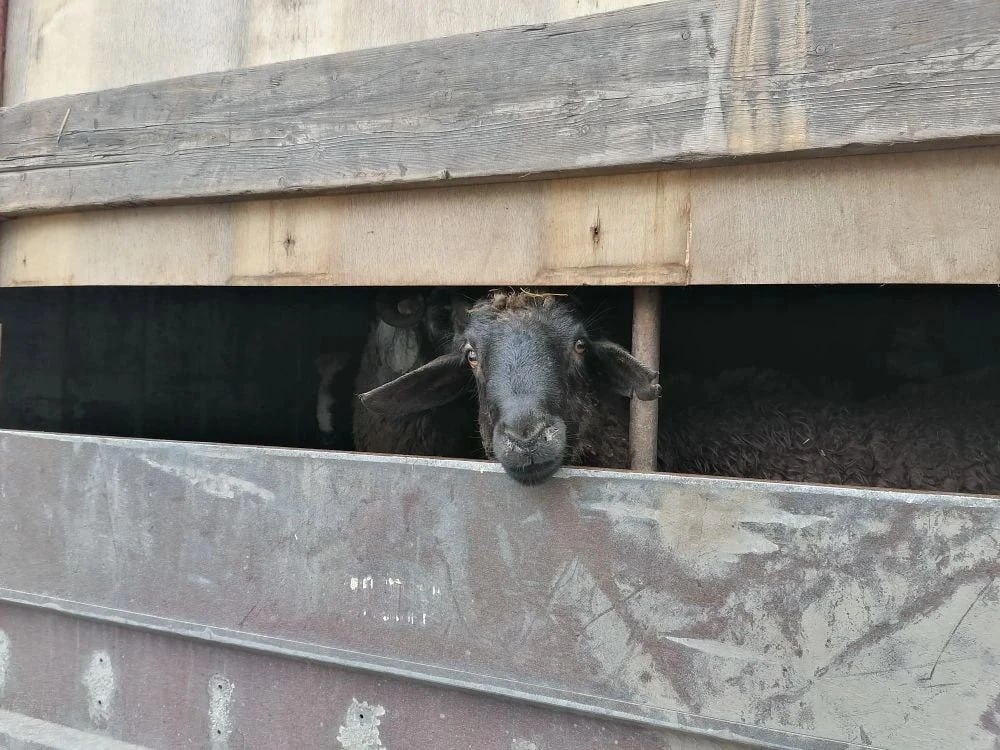 В Воронежской области пресекли попытку перевезти животных без документов