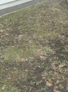 "������ �������� ������ ������� �� ��������� ��������?"