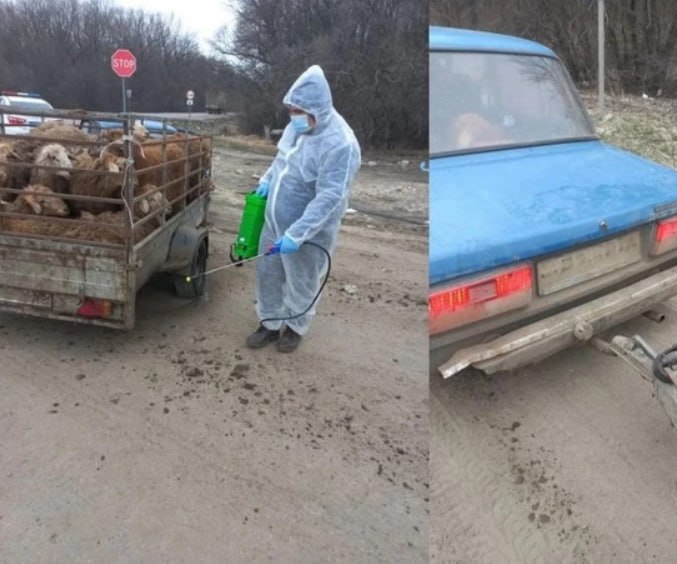 В Воронежской области на автодороге Р-22 “Каспий” был задержан автомобиль “Жигули”, в грязном прицепе которого перевозились 20 голов мелкого рогатого скота