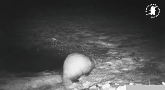 В Хоперском государственном природном заповеднике показали, как полынья на озере «кормит» животных