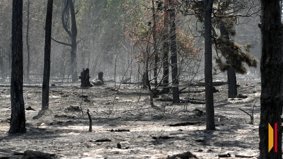 В Воронежской области произошло более 100 ландшафтных пожаров за неделю