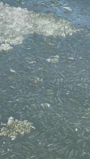 Лед на Воронежском водохранилище доживает последние часы (или минуты)