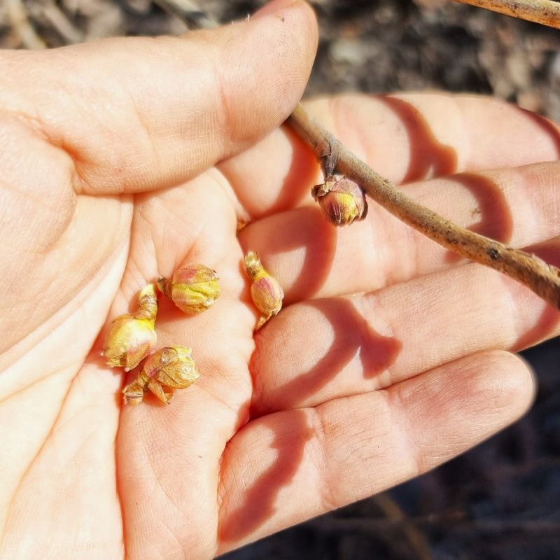 Весенний кошмар: как защитить смородину от клеща