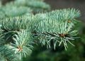 Как защитить сад от нашествия вредителей хвойных растений