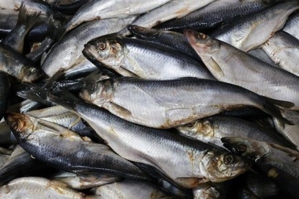 ��� ������� ��������� ������: ������ ��������