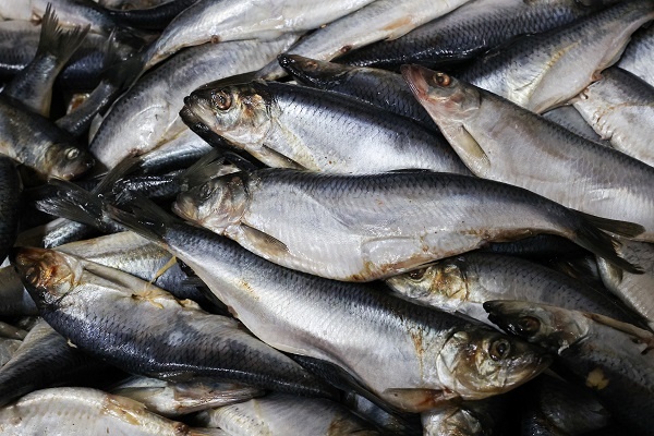 Как выбрать идеальную селёдку: советы эксперта