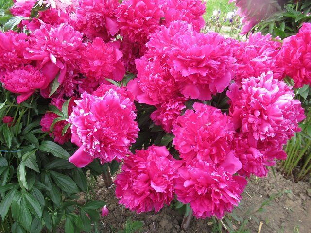 �������� ������� ����� �� �������: ��� �������� ���������� ��������