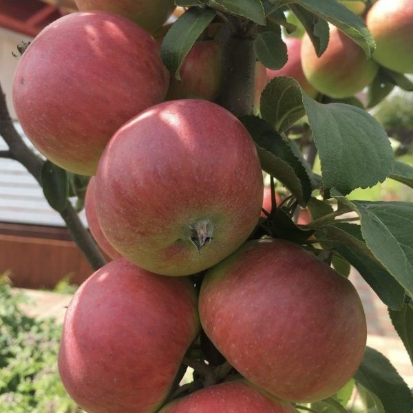 ������ ����: ��� �������� ���� � ������� ������ ��������