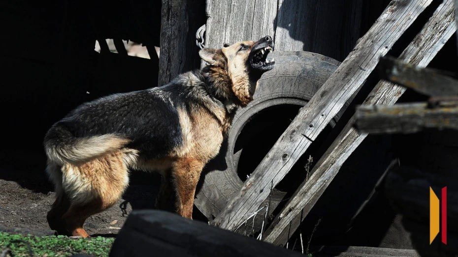 Девочке, которую покусала собака на улице Ильюшина в Воронеже, выплатили 25 тыс рублей компенсации
