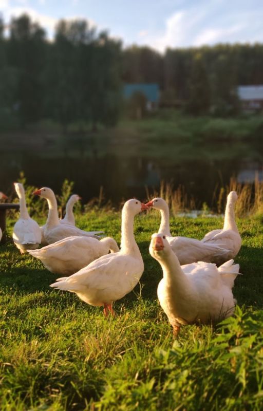 ����������� ������� ��� �������: ��� ���� ���������� �������� ��������� �����